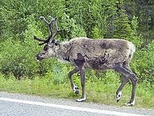Reindeer at the roadside.jpg