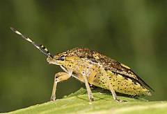 Rhaphigaster nebulosa MHNT profil.jpg