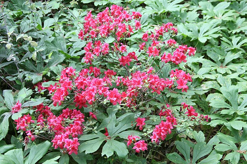 File:Rhododendron 'Dragon'.jpg