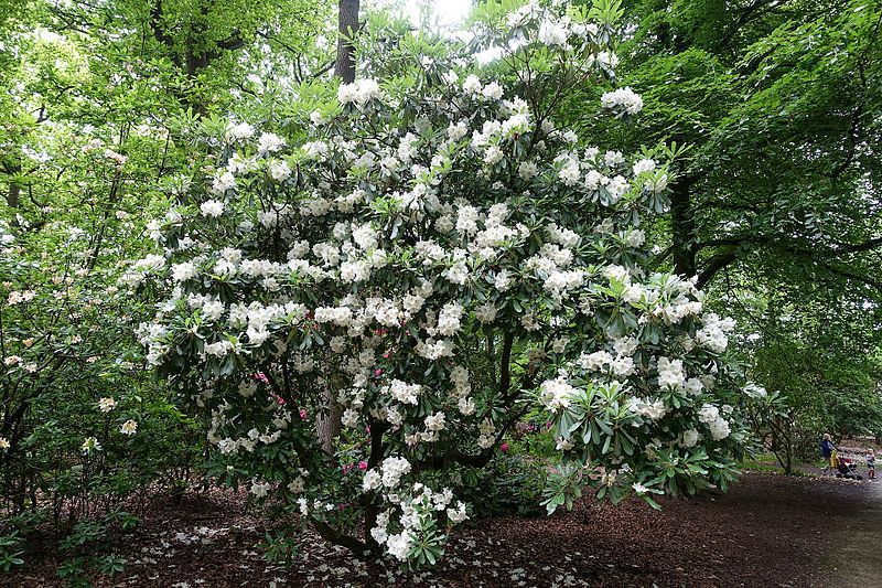 File:Rhododendron decorum - RHS Garden Harlow Carr - North Yorkshire, England - DSC01277.jpg