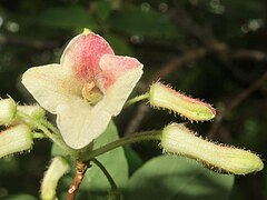 花冠先端は4裂し、花冠筒部内面に短毛がやや密に生え、縁に白色の微毛が密に生える。