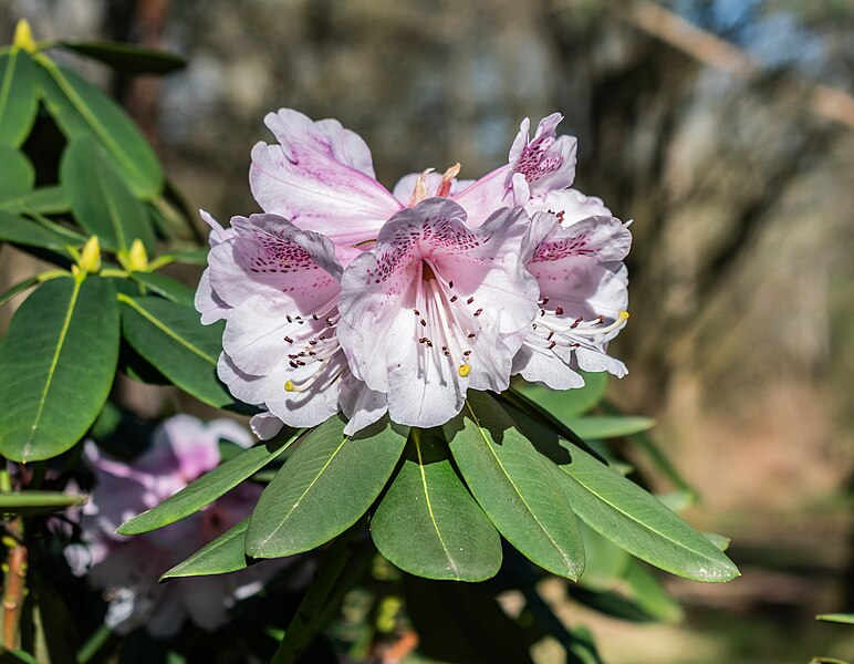 File:Rhododendron selense subsp. selense in Marburg BG (15).jpg