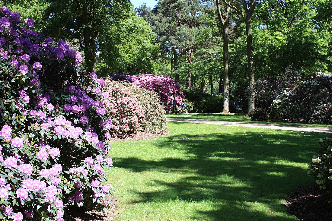 Rhododendron-Park Bremen