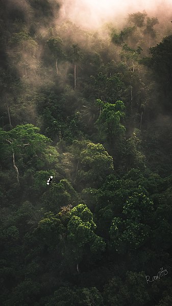 File:River Gee Forest.jpg