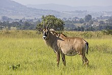 Roan antelope (Hippotragus equinus equinus) Mlilwane.jpg