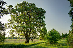 Pohon elm di Rookse