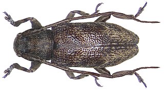 <i>Ropica</i> Genus of beetles