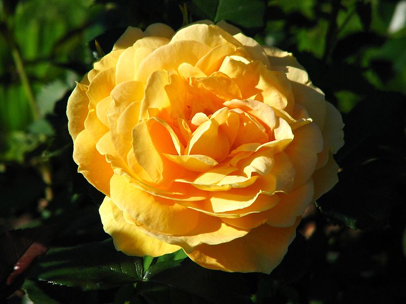 File:Rosa 'Bernstein Rose' 01.jpg