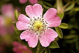 Rosa rubiginosa flower.jpg