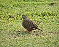 Ruddy Ground Dove Columbina talpacoti, Panama (43246415692).jpg