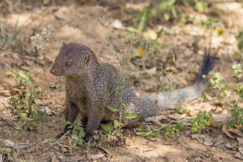 File:Ruddy mongoose (Herpestes smithii) 02.jpg