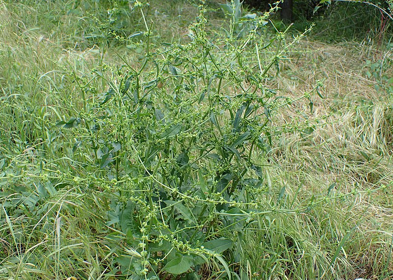 File:Rumex pulcher kz04.jpg