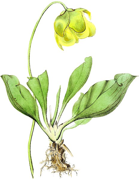 File:Rural Hours - Side Saddle Flower.jpg