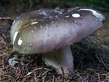 Russula cyanoxantha (Schaeff. 1774) Fr. 1863 Russula cyanoxantha G2.1.jpg