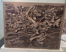 The holotype of R. manhattanensis on display in the American Museum of Natural History Rutiodon manhattanensis holotype.jpg