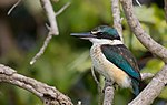 Sacred Kingfisher (222024865).jpeg