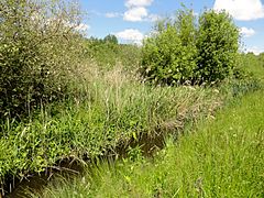 Marais de Sacy-le-Grand depuis la RD 75.