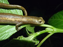 Саламандра де Момбачо (Bolitoglossa mombachoensis) (11457871254) .jpg