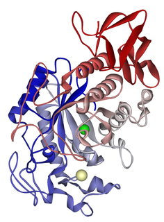 An amylase is an enzyme that catalyses the hydrolysis of starch into sugars. Amylase is present in the saliva of humans and some other mammals, where it begins the chemical process of digestion. Foods that contain large amounts of starch but little sugar, such as rice and potatoes, may acquire a slightly sweet taste as they are chewed because amylase degrades some of their starch into sugar. The pancreas and salivary gland make amylase to hydrolyse dietary starch into disaccharides and trisaccharides which are converted by other enzymes to glucose to supply the body with energy. Plants and some bacteria also produce amylase. Specific amylase proteins are designated by different Greek letters. All amylases are glycoside hydrolases and act on α-1,4-glycosidic bonds.