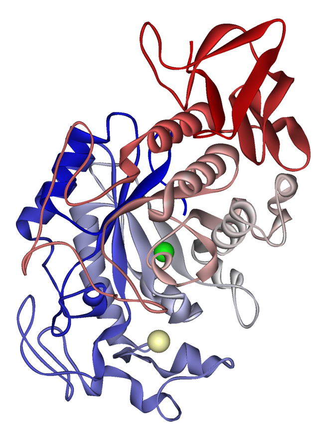 Amilaza: Enzyme Quan Trọng Trong Tiêu Hóa Và Sức Khỏe