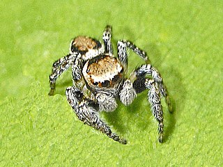 <i>Evarcha falcata</i> Species of spider