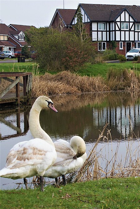 SandymoorSwans1