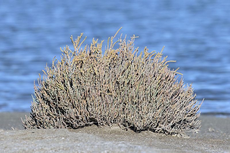 File:Sarcocornia perennis - Perennial glasswort, Mersin 2016-11-19 03-5.jpg