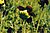 Sarracenia purpurea purpurea, Pancake Bay PP.jpg