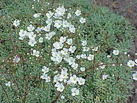 Saxifraga cochlearis