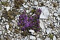 * Nomination Saxifraga on Sass Pordoi --Kritzolina 16:32, 14 July 2023 (UTC) * Promotion  Comment Acute aperture but focal range seems to be too wide, lost sharpness in image. --多多123 18:57, 14 July 2023 (UTC)  Support Thanks for your explanation, I think it will be very helpful for anyone who hadn't noticed... anyway, IMHO it should be over the bar for a QI --Terragio67 07:58, 15 July 2023 (UTC)