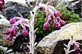 Saxifraga porophylla