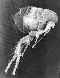 Scanning Electron Micrograph of a Flea.jpg
