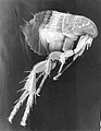 Kutu (flea)