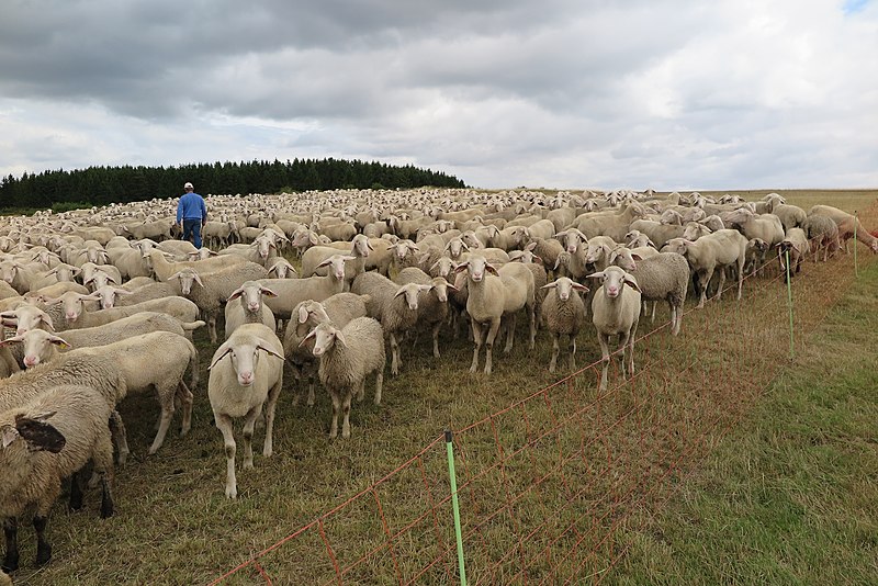 File:Schafherde mit Schäfer.jpg