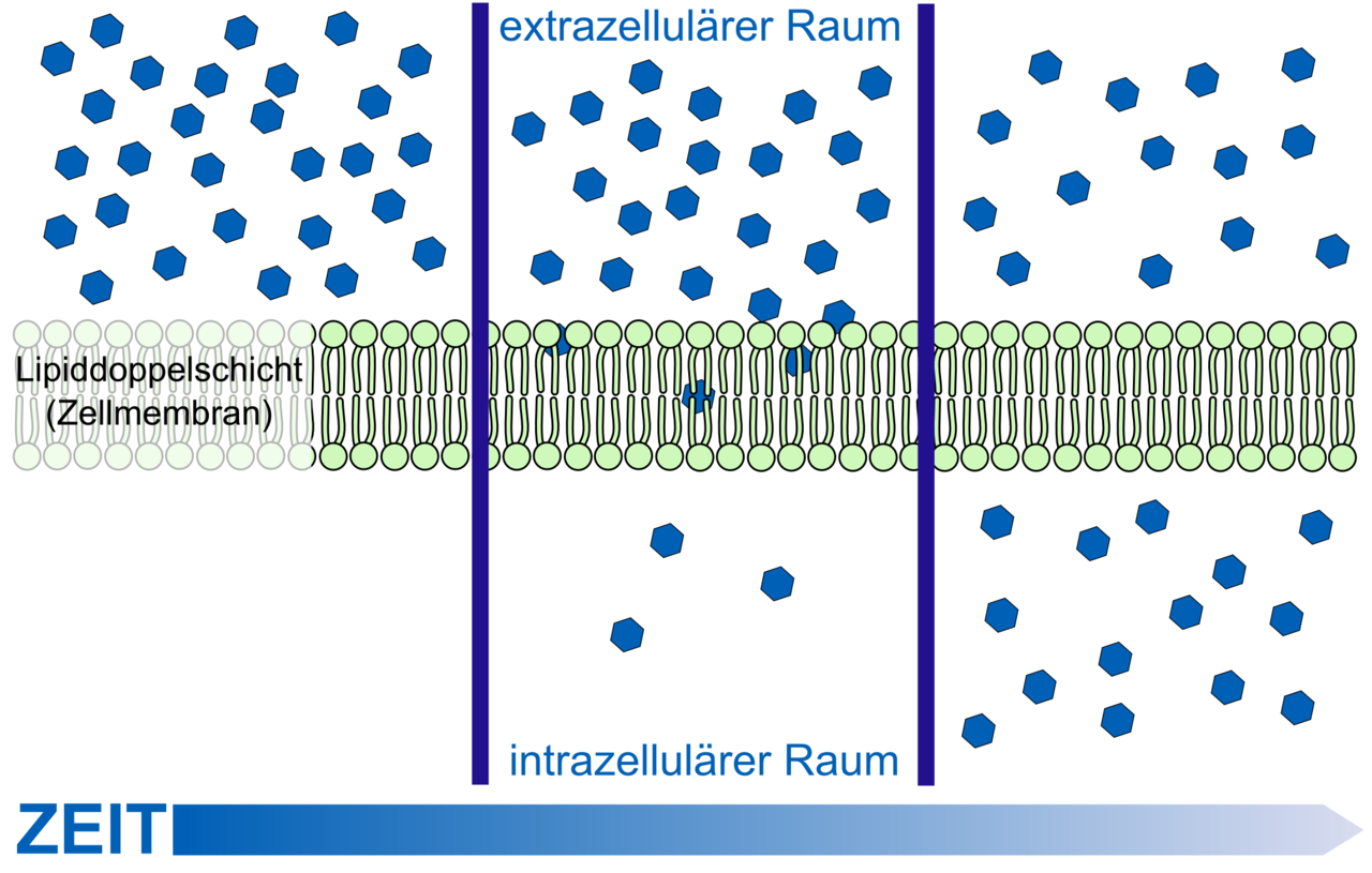 FileScheme simple diffusion in cell membranede.png Wikimedia Commons