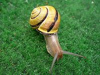 Grove snail, dark yellow shell with single band. Schneckesnail1.jpg