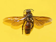 Scoliidae - Campsomeris luciflua.JPG