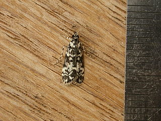 <i>Scoparia exhibitalis</i> Species of moth