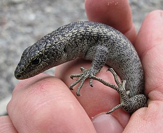 <span class="mw-page-title-main">Scree skink</span> Species of lizard