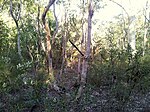 Castlereagh Scribbly Gum and Agnes Banks Woodlands