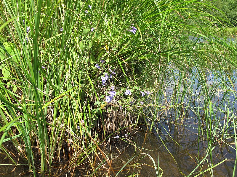 File:Scutellaria galericulata 15-p.bot-scute.epilo-20.jpg