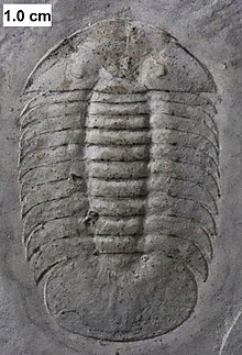 Scutelluid trilobite.jpg