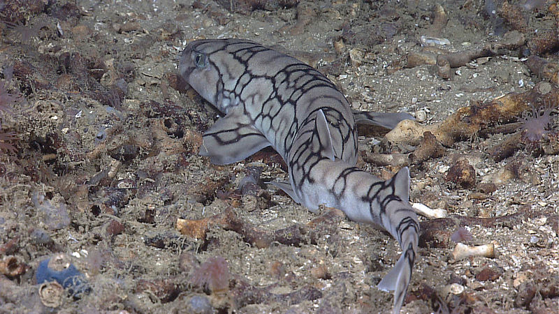 File:Scyliorhinus retifer gulf of mexico.jpg