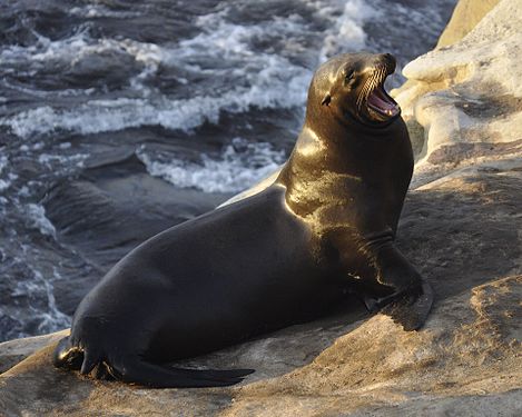 Sea Lions At La Jolla Cove