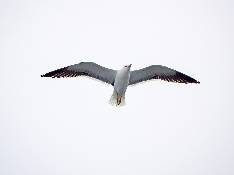 File:Seagull on North.jpg