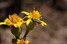 Senecio integerrimus 7466.JPG