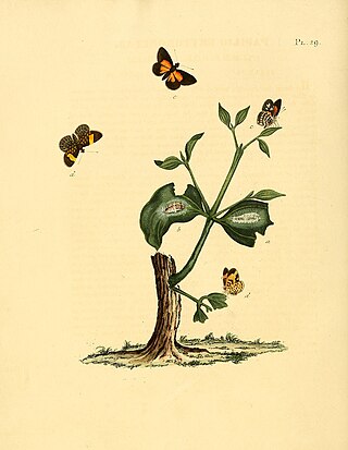 <i>Cariomothis</i> Genus of butterflies