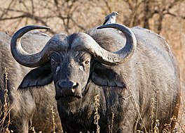 In Kaapske buffel (Synceris caffer).