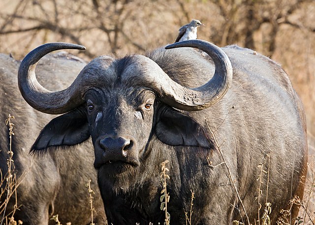 Cape buffalo, African Savanna Mammal