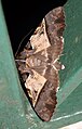 Серродес кампана (Noctuidae Catocalinae) 3.jpg